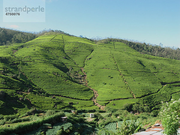 Tee wächst auf einem Hügel  Sri Lanka  Südasien