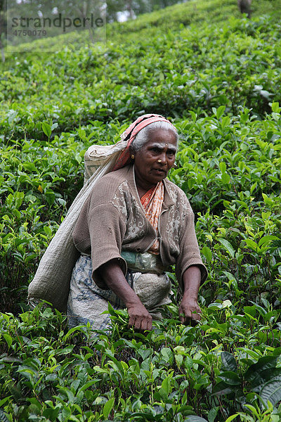 Teepflücker  Sri Lanka  Südasien