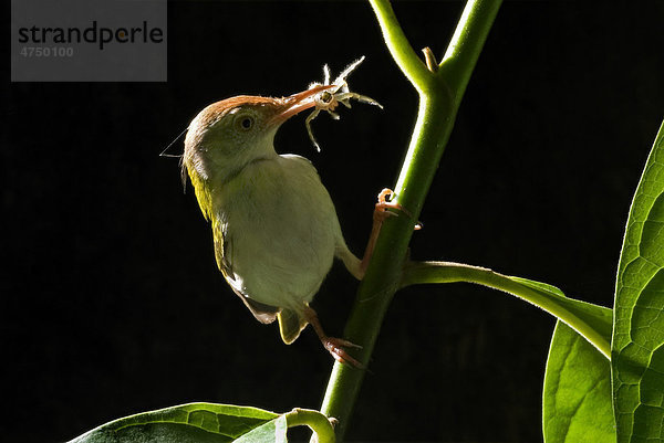 Rotstirn-Schneidervogel (Orthotomus sutorius)  Altvogel mit Spinne im Schnabel  beim Sammeln von Nahrung für die Küken  Trivandrum  Kerala  Indien  Asien