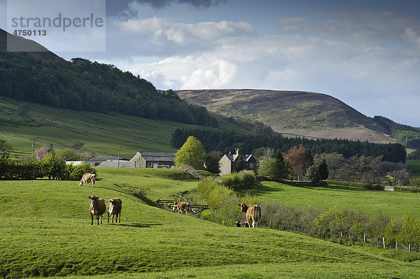 Hausrinder  Jersey-Kühe  Herde beim Grasen auf Weide  Dunsop Bridge  Lancashire  England  Großbritannien  Europa