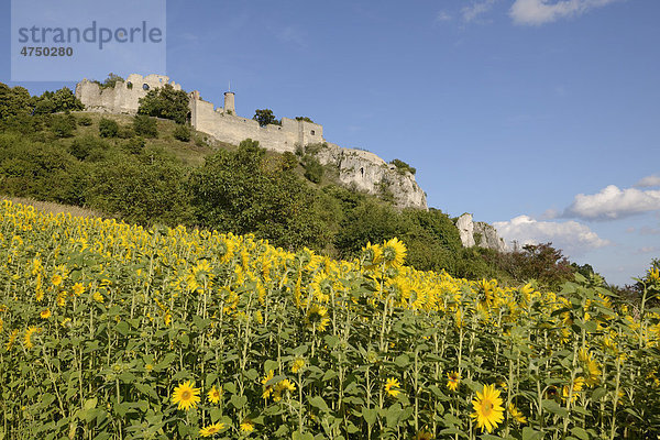 Sonnenblume (Helianthus annuus) und Ruine  Falkenstein  Niederösterreich  Österreich  Europa