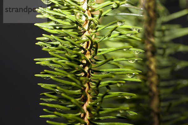 Nadeln einer Schlangenfichte (Picea excelsa Cranstonii)