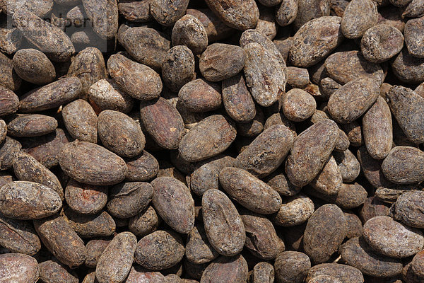 Kakaobohnen  Bamenda  Kamerun  Afrika