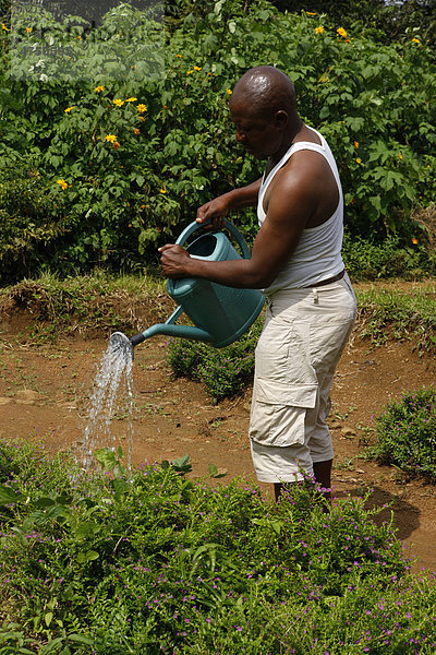 Mann gießt mit Gießkanne  Bamenda  Kamerun  Afrika