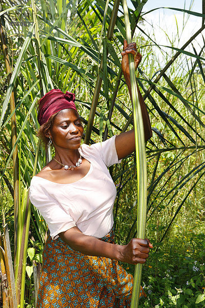 Frau beim Sammeln von Naturfasern für die Herstellung von Matten  Tischset  Bafut  Kamerun  Afrika