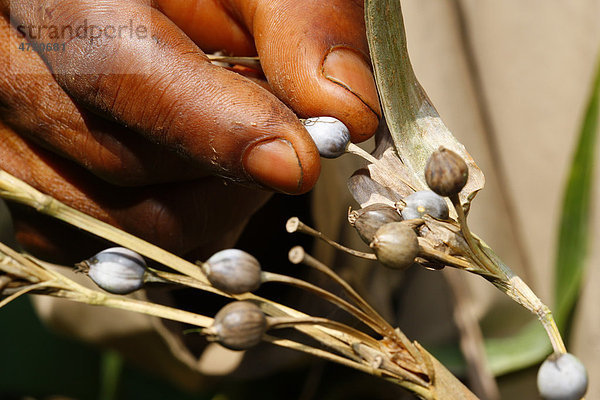 Sammeln von Samen für die Herstellung von Rasseln aus Kalebassen  Bafut  Kamerun  Afrika