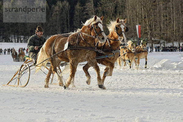 Pferdeschlittenrennen für Haflinger Zweispänner in Parsberg  Oberbayern  Bayern  Deutschland  Europa