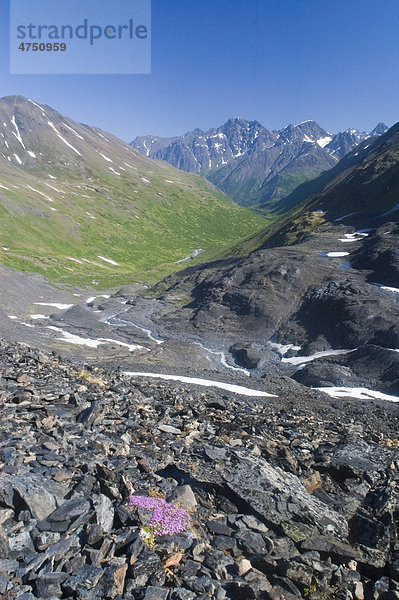 Ein kleines Stück Leimkraut bringt Farbe in einem Erdrutsch in Crow Pass  Chugach Mountains  Chugach State Park  Südalaska  Sommer