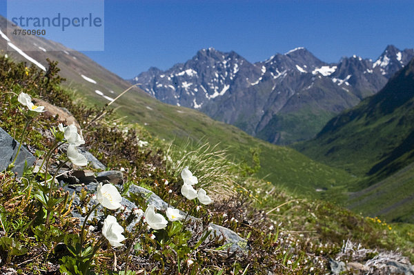 Ein Cluster von Silberwurz schmücken einem Hügel in Crow Pass  Chugach Mountains  Chugach State Park  Südalaska  Sommer