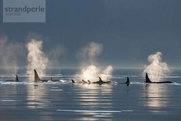 Schwertwal Orcinus orca Bodenhöhe Wasser Sommer Ruhe Composite