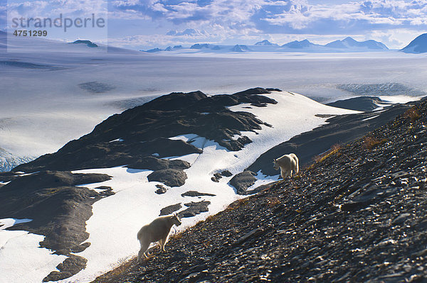 Zwei Mountain Goats stehen an einem Berghang mit Harding Icefield im Hintergrund  Kenai Fjords National Park  Kenai Peninula  Südalaska  Sommer