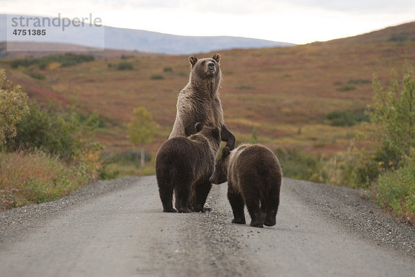 Eine Ausschreibung Grizzly Sau steht auf ihrer Hinterfüße mit Jungen  während auf der Park-Straße in der Nähe Wonder Lake im Denali National Park und Reservat  Inland Alaska  Herbst