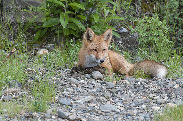 Red Fox Kit ruht unter Sträuchern in Denali National Park und Reservat  Inland Alaska  Sommer
