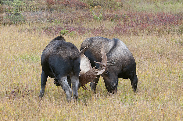 Zwei Erwachsene Bull Moose Holm auf einer Wiese in der Nähe von Wonder Lake im Denali National Park und Reservat  Inland Alaska  Herbst