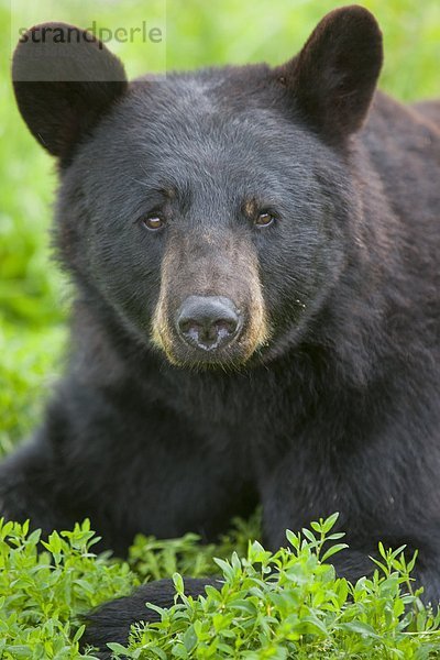 Porträt einer schwarzen Bären auf der Alaska Wildlife Conservation Center  Südalaska  Sommer. Gefangen