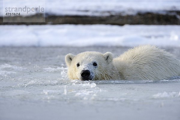 Eisbär Ursus maritimus Außenaufnahme Absperrung Eis Insel vorwärts schwimmen Kaktovik Alaska junges Raubtier junge Raubtiere Schneematsch