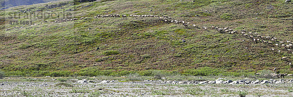 Angesichts der Porcupine Karibu Herde Position bis die Bank von einer Kiesbank durch hulahula River in ANWR  Das arktische Alaska  Sommer