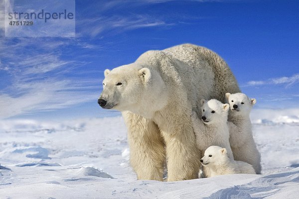 Ansicht von Eisbär Sau (Ursus maritimus) mit ihrem Jungen auf dem Triplett Wind fegte Ebenen Wapusk Nationalpark  Manitoba  Kanada  Winter  COMPOSITE