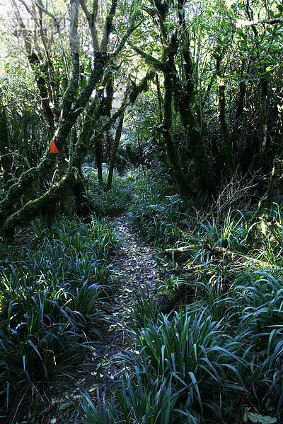 Die orangen Markierungen weisen dem Wanderer den Weg in Neuseeland  Te Rereatukahia Loop Track im Kaimai Mamaku Forest Park  Bay of Plenty  Neuseeland