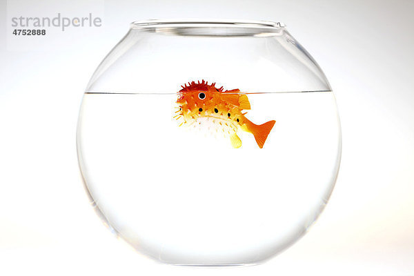 Kugelfisch schwimmt in einem Goldfischglas  Illustration