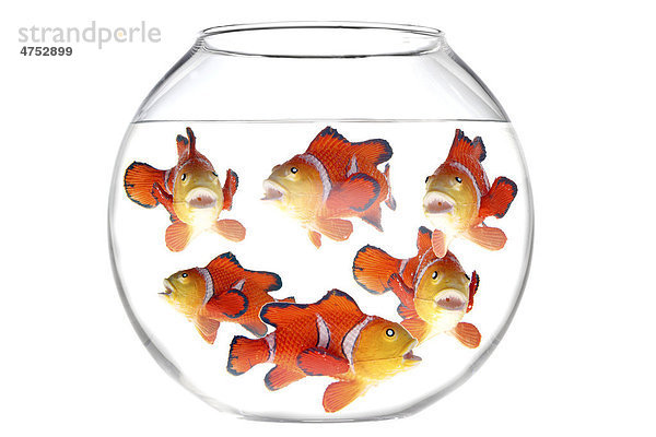 Spielzeugfiguren  viele Fische in einem Goldfischglas  Illustration