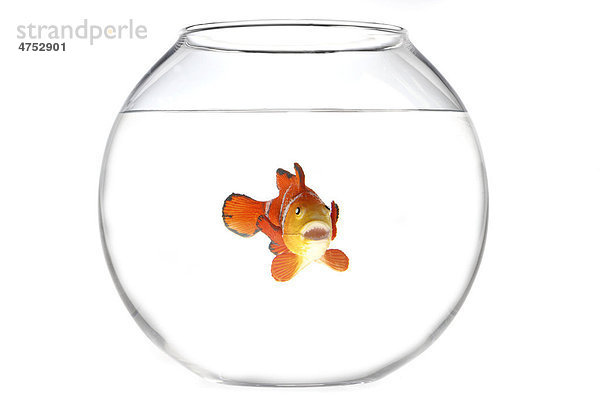 Spielzeugfigur  Fisch in einem Goldfischglas  Illustration