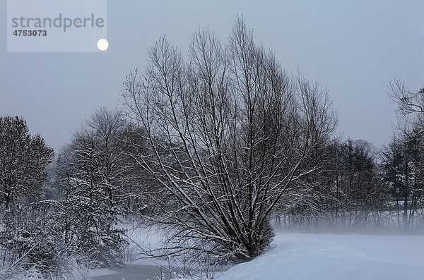 Idyllische Winterlandschaft mit Mond  Niederrhein  Nordrhein-Westfalen  Deutschland  Europa
