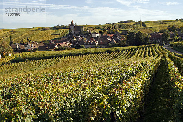 Weinberg in Hunawihr  Elsässer Weinstraße  Frankreich  Europa