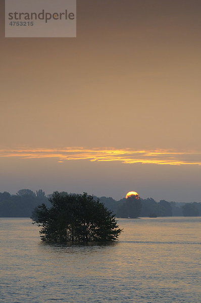 Baum im Hochwasser auf den Elbwiesen bei Dessau zum Sonnenaufgang  Biosphärenreservat Mittlere Elbe  Sachsen-Anhalt  Deutschland  Europa