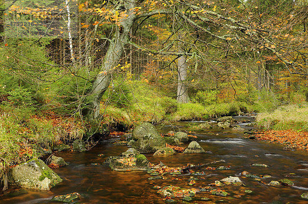 Bode im Herbst bei Braunlage  Harz  Niedersachsen  Deutschland  Europa