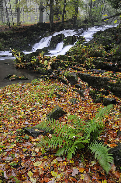 Wasserfall im Selketal im Herbst  Harz  Sachsen-Anhalt  Deutschland  Europa