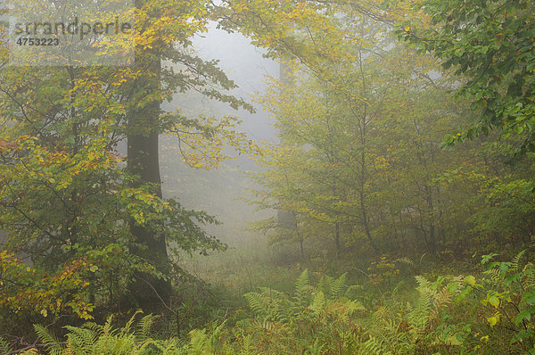 Nebel in einem herbstlichen Wald  Harz  Sachsen-Anhalt  Deutschland  Europa