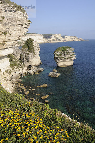 Steilküste aus weißem Kalkstein bei Bonifacio  Bunifaziu  Korsika  Frankreich  Europa