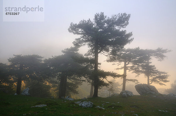 Kiefern (Pinus) im Nebel auf dem Bavella-Pass  Korsika  Frankreich  Europa