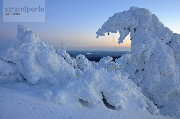 Verschneite Brockenfichten am Abend  Brocken  Harz  Sachsen-Anhalt  Deutschland  Europa