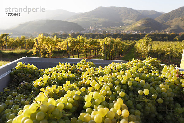 Weinlese in Mitterarnsdorf  hinten Spitz  Wachau  Mostviertel  Niederösterreich  Österreich  Europa