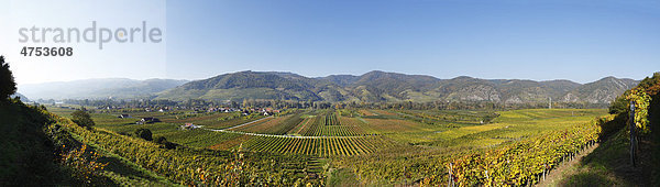 Herbstliches Panorama über Weinberge bei Rührsdorf und Rossatz  Wachau  Mostviertel  Niederösterreich  Österreich  Europa