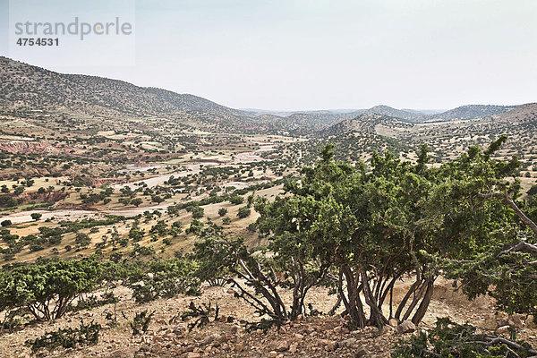 Landschaft voller Arganbäume (Argania spinosa) mit Argannüssen bei Essaouira  Marokko  Afrika