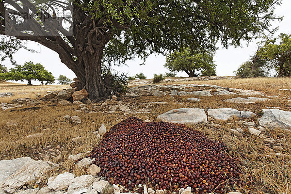 Gesammelte Nüsse der Arganbäume (Argania spinosa) zur die Herstellung von Arganöl  bei Essaouira  Marokko  Afrika
