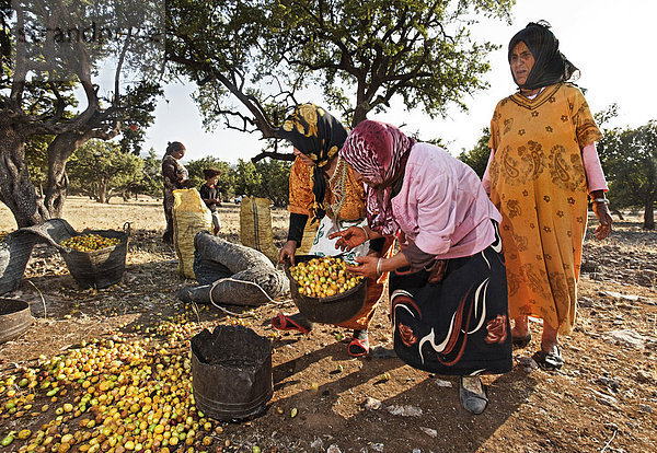 Zwischen Arganbäumen (Argania spinosa) sammelt eine Familie Argannüsse für die Herstellung von Arganöl auf  bei Essaouira  Marokko  Afrika
