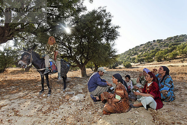 Nach dem Aufsammeln von Argannüssen (Argania spinosa) für die Herstellung von Arganöl macht eine Familie Pause bei Essaouira  Marokko  Afrika