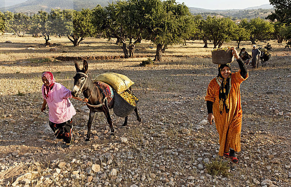 Nach dem Aufsammeln von Argannüssen (Argania spinosa) für die Herstellung von Arganöl transportiert eine Berber Familie die Nüsse auf einem Esel in Säcken verladen nach Hause  bei Essaouira  Marokko  Afrika