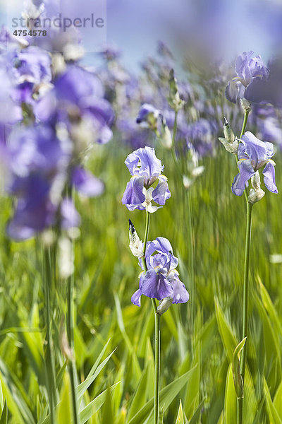Blühendes Schwertlilien-Feld (Iris germanica)  biologisch-dynamisch angebaut  in den Bergen des Grenzgebietes von Toskana und Apennin  Italien  Europa