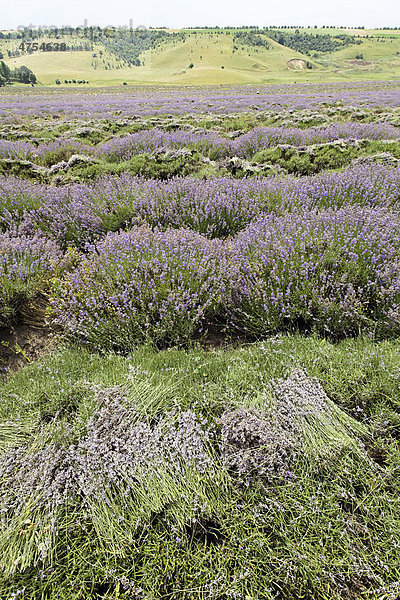 Blühende  biologisch angebaute Lavendelsträucher (Lavandula)  zum Trocknen ausgelegt  Moldawien  Republik Moldau  Südosteuropa