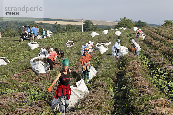 Biologisch angebaute Lavendelsträucher (Lavandula) werden in angetrocknetem Zustand eingesammelt und zum Abtransport bereit gestellt  Moldawien  Republik Moldau  Südosteuropa