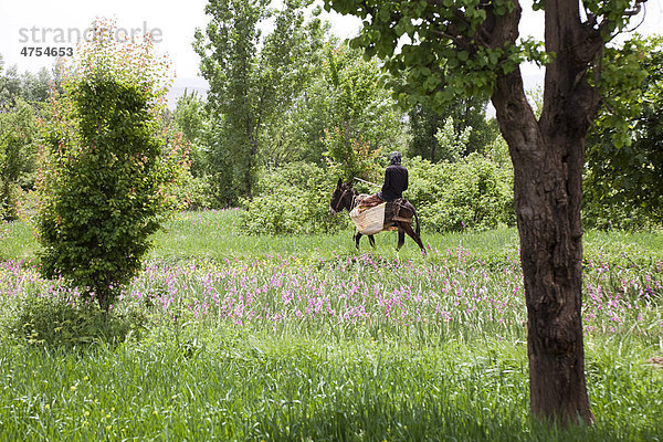 Ein Mann reitet auf einem Esel durch die Felder einer Oase im Tal der Rosen  VallÈe des Roses  Dades-Tal  Südmarokko  Marokko  Afrika