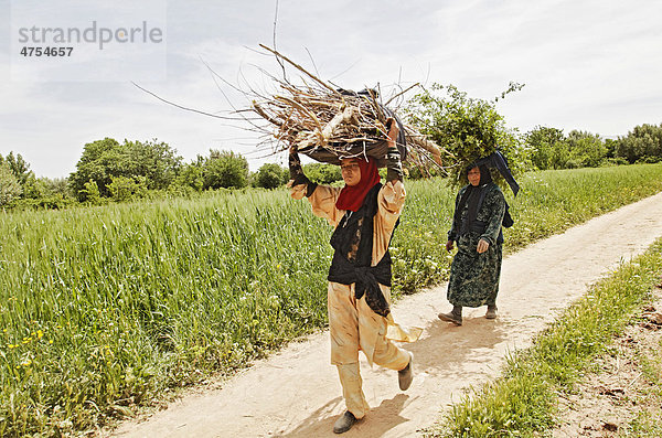 Zwei Frauen tragen gesammeltes Brennholz auf ihren Köpfen durch die Felder einer Oase  in der die Damaszener Wildrose (Rosa damascena) biologisch angebaut wird  Tal der Rosen  VallÈe des Roses  Dades-Tal  Südmarokko  Marokko  Afrika