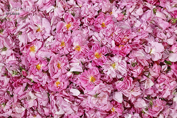 Frisch gepflückte Blüten von biologisch angebauten Sträuchern der Damaszener Wildrose (Rosa damascena) am Sammelplatz einer Oase im Tal der Rosen  VallÈe des Roses  Dades-Tal  Südmarokko  Marokko  Afrika