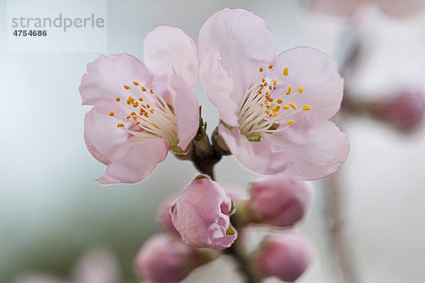 Mandelblüten (Prunus dulcis)