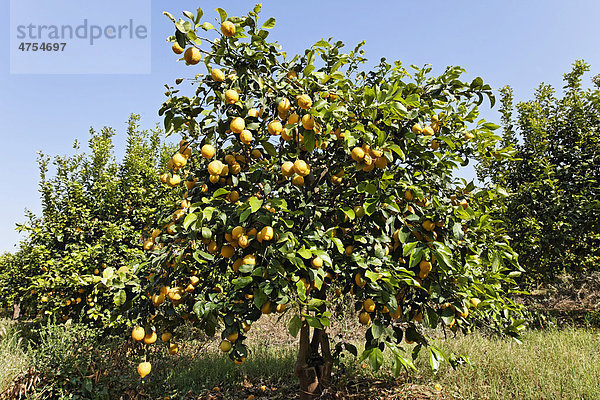 Hain mit Zitronenbäumen (Citrus _ limon) in der Nähe von Siracusa  Syrakus  Sizilien  Italien  Europa